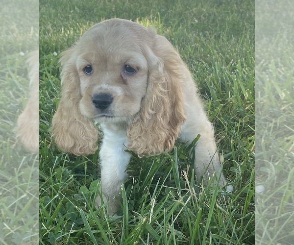 Medium Photo #4 Cocker Spaniel Puppy For Sale in CANOGA, NY, USA