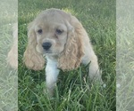 Small #3 Cocker Spaniel