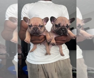 French Bulldog Puppy for sale in OMAHA, NE, USA