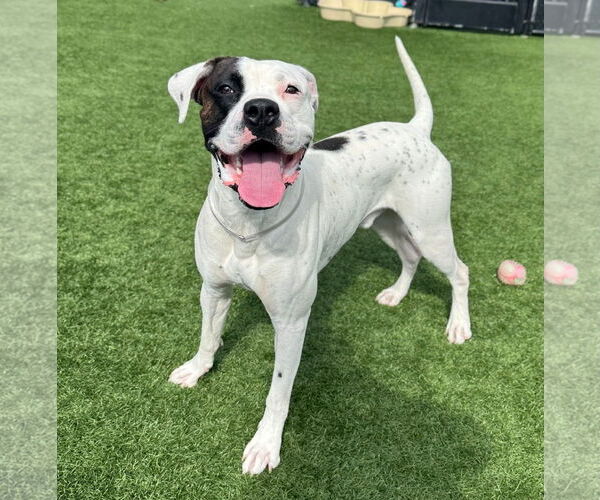 Medium Photo #1 Boxer-Unknown Mix Puppy For Sale in Stanwood, WA, USA