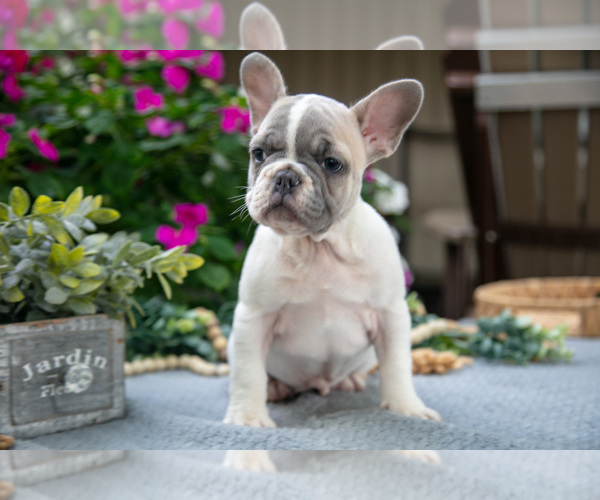Medium Photo #1 French Bulldog Puppy For Sale in GRABILL, IN, USA
