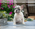 Puppy Ashley French Bulldog