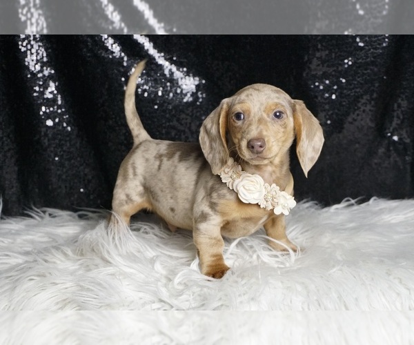 Medium Photo #4 Dachshund Puppy For Sale in WARSAW, IN, USA
