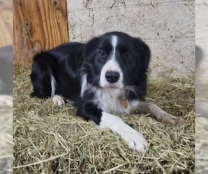 Father of the Border Collie-Mutt Mix puppies born on 12/26/2022
