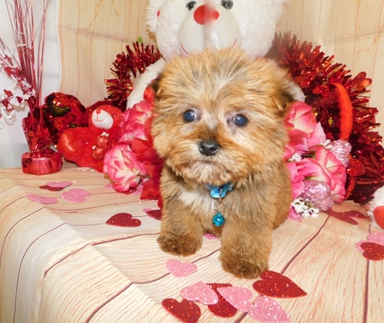 Medium Photo #2 Shorkie Tzu Puppy For Sale in HAMMOND, IN, USA