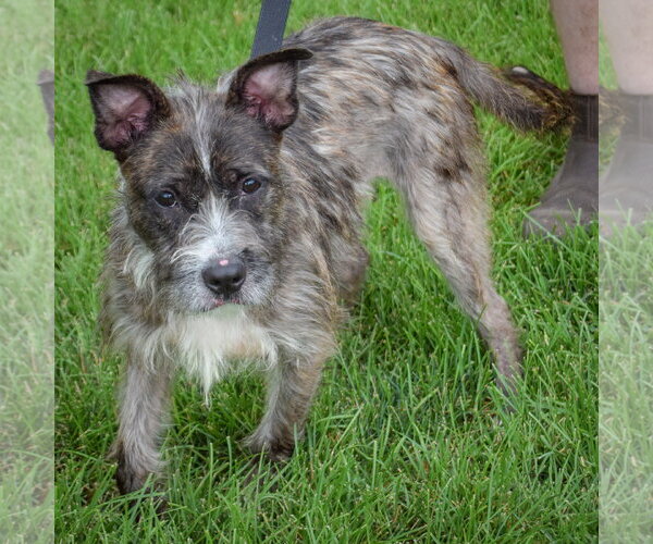 Medium Photo #2 Mutt Puppy For Sale in Huntley, IL, USA