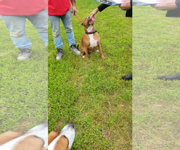 Medium Photo #11 American Pit Bull Terrier Puppy For Sale in Oakhurst, NJ, USA