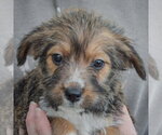Small #6 Mutt