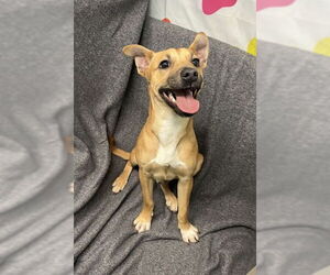 Mutt Dogs for adoption in Lake City, MI, USA