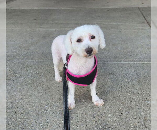 Medium Photo #1 Bichon Frise Puppy For Sale in Alexandria, KY, USA