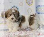 Small Photo #5 Havanese Puppy For Sale in DANVILLE, PA, USA
