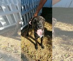 Small Photo #4 Labrador Retriever-Unknown Mix Puppy For Sale in San Diego, CA, USA