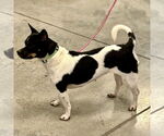 Small #6 Jack-Rat Terrier