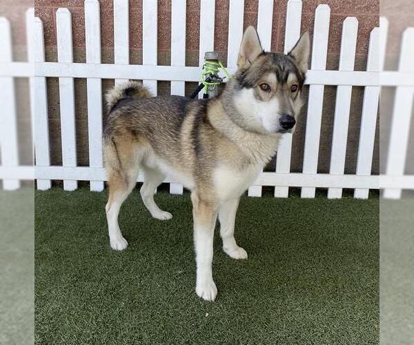 Medium Photo #1 Siberian Husky-Unknown Mix Puppy For Sale in Modesto, CA, USA