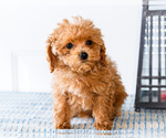 Small Photo #30 Poodle (Toy) Puppy For Sale in WAKARUSA, IN, USA