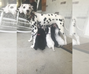 Mother of the Dalmadoodle puppies born on 04/22/2019