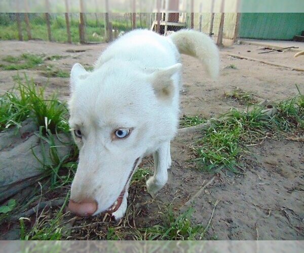 Medium Photo #3 Siberian Husky Puppy For Sale in Pacific grove , CA, USA