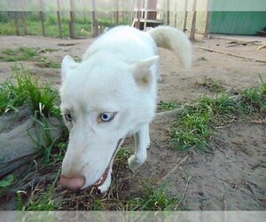 Blossom - Female Siberian Husky Dog for Adoption - Photo #3