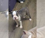 Puppy 5 brindle girl Boston Terrier