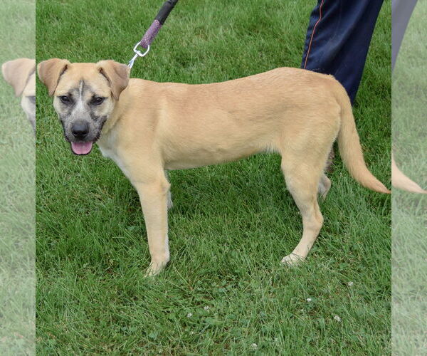 Medium Photo #3 Black Mouth Cur-Unknown Mix Puppy For Sale in Huntley, IL, USA