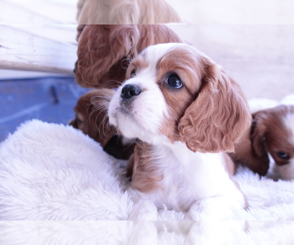 Medium Photo #4 Cavalier King Charles Spaniel Puppy For Sale in ALBUQUERQUE, NM, USA
