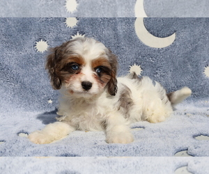 Cavapoo Puppy for sale in BLOOMINGTON, IN, USA