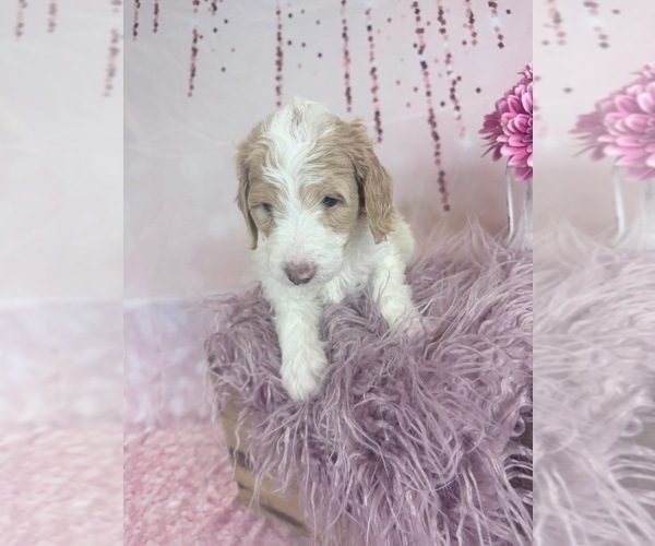 Medium Photo #117 Aussie-Poo-Goldendoodle Mix Puppy For Sale in COMMERCE, MI, USA