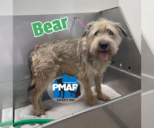 Medium Photo #3 Unknown-Wheaten Terrier Mix Puppy For Sale in Binghamton, NY, USA