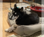 Small #9 Huskies  Mix