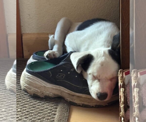 Medium Photo #3 American Pit Bull Terrier-Unknown Mix Puppy For Sale in Davis, CA, USA