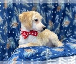 Small Photo #8 Poodle (Miniature) Puppy For Sale in LAKELAND, FL, USA
