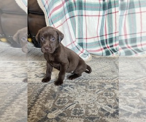 Labrador Retriever Puppy for sale in DOUGLAS, GA, USA