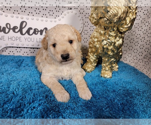 Medium Photo #1 Goldendoodle mix (+ Poodle Toy) Puppy For Sale in BLACK FOREST, CO, USA