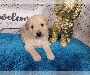 Goldendoodle mix (+ Poodle Toy) Puppy for sale in BLACK FOREST, CO, USA
