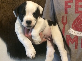 Olde English Bulldogge Puppy for sale in BYERS, CO, USA