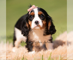 Small Photo #29 Cavalier King Charles Spaniel Puppy For Sale in WARSAW, IN, USA