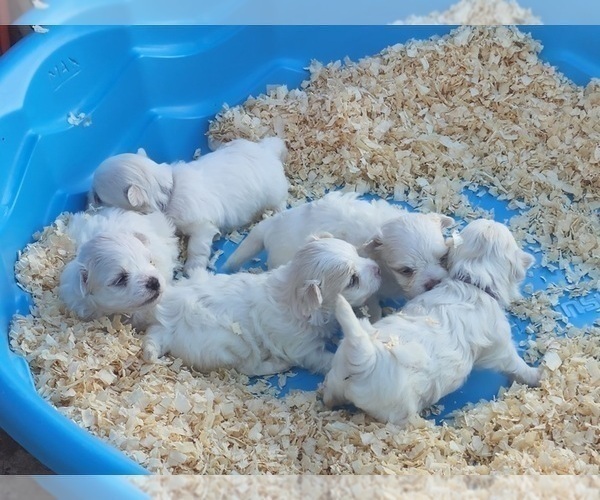 Medium Photo #4 Maltese Puppy For Sale in CLEARWATER, FL, USA