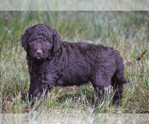 Goldendoodle (Miniature) Puppy for Sale in NEW MARKET, Tennessee USA