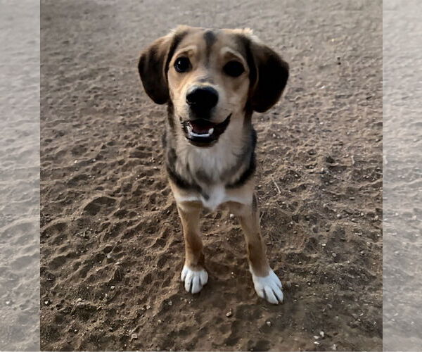 Medium Photo #3 Beagle-Unknown Mix Puppy For Sale in Apple Valley, CA, USA