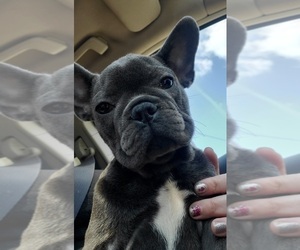 French Bulldog Puppy for Sale in GOSHEN, Indiana USA