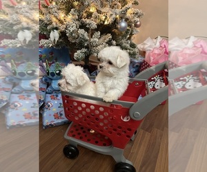 Maltese Litter for sale in TERRY, MS, USA
