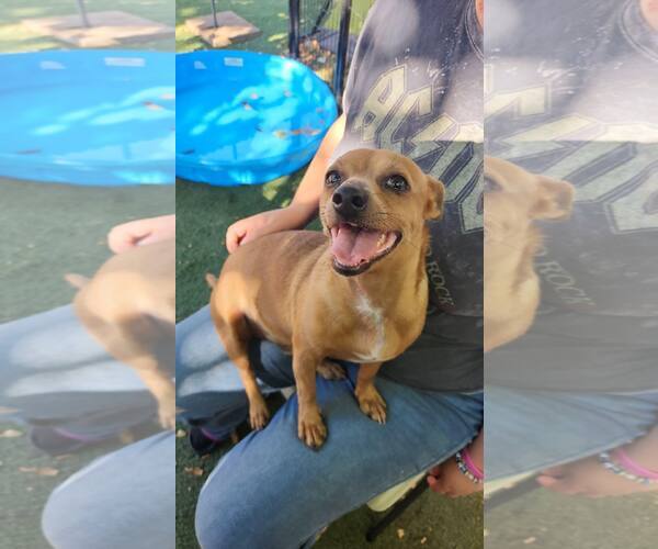 Medium Photo #2 Chihuahua-Unknown Mix Puppy For Sale in La Verne, CA, USA