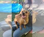 Small #1 Chihuahua Mix