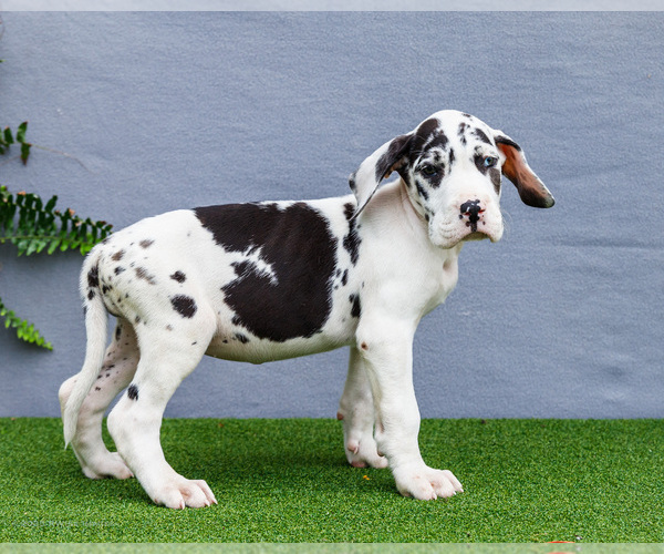 Medium Photo #159 Great Dane Puppy For Sale in WAKARUSA, IN, USA