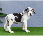 Puppy Kandace Great Dane