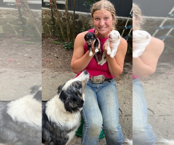 Medium Photo #3 Australian Shepherd Puppy For Sale in CONWAY, AR, USA
