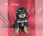 Small Photo #17 Bernedoodle Puppy For Sale in CANON CITY, CO, USA