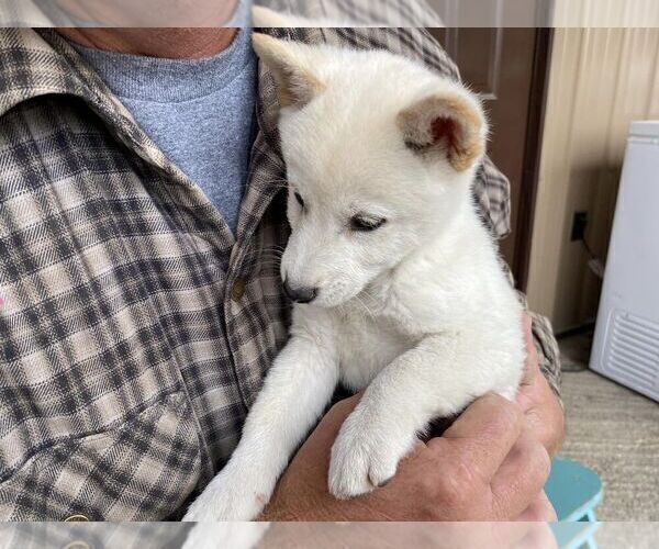 Medium Photo #4 Shiba Inu Puppy For Sale in FAIR GROVE, MO, USA