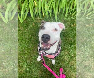 Violet - Female American Staffordshire Terrier-Unknown Mix Dog for Adoption - Photo #6