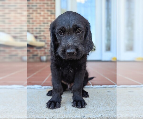 Medium Photo #2 Double Doodle Puppy For Sale in VALDESE, NC, USA